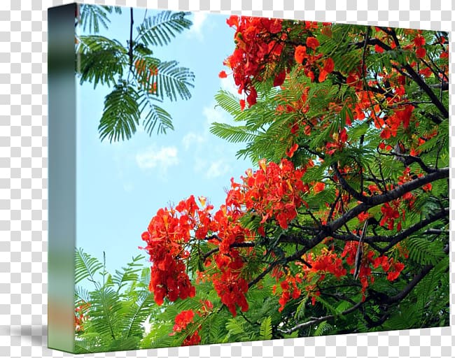 Hawaii Royal poinciana Tree Nature Flower, tree transparent background PNG clipart
