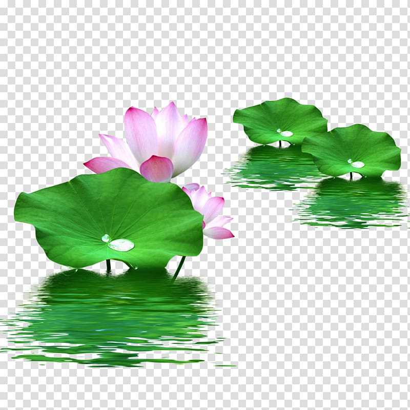 water lotus transparent background PNG clipart