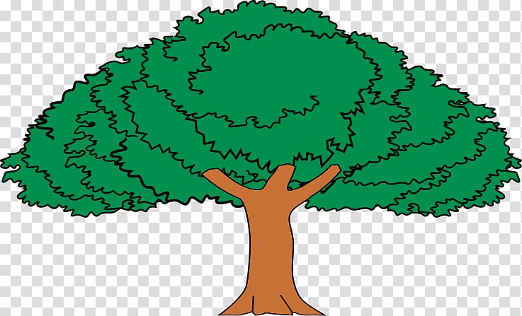 Tree Enterolobium cyclocarpum Drawing Crown Forest, tree transparent background PNG clipart
