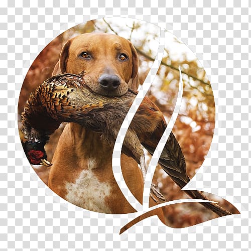 Redbone Coonhound Rhodesian Ridgeback Beagle Black and Tan Coonhound Hunting, Biggame Hunting transparent background PNG clipart