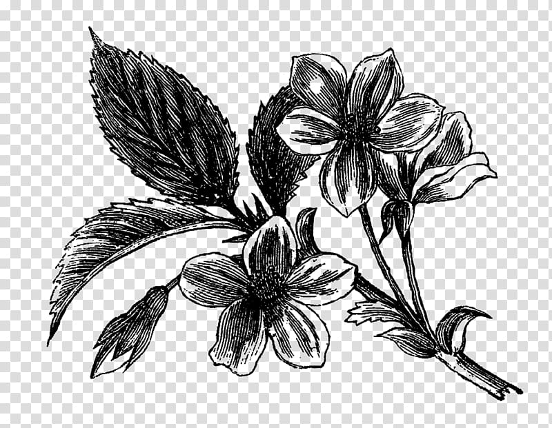 Flowering dogwood Drawing Visual arts, botanical flowers transparent background PNG clipart