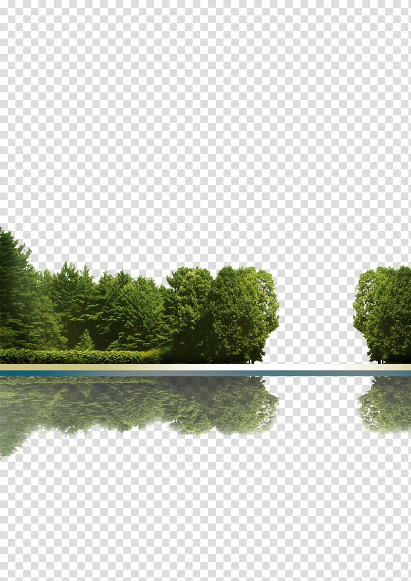 of body of water, Tree Icon, Trees reflection transparent background PNG clipart