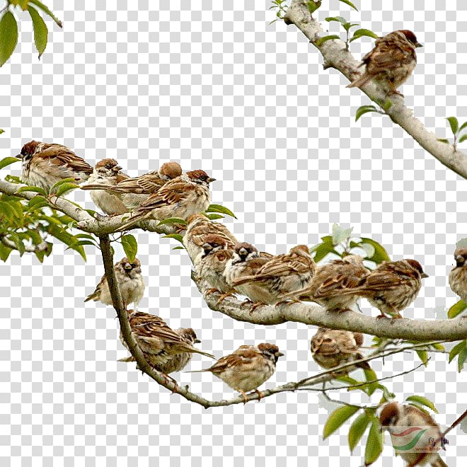 Eurasian tree sparrow Four Pests Campaign Mahjong Bird, A group of sparrows transparent background PNG clipart