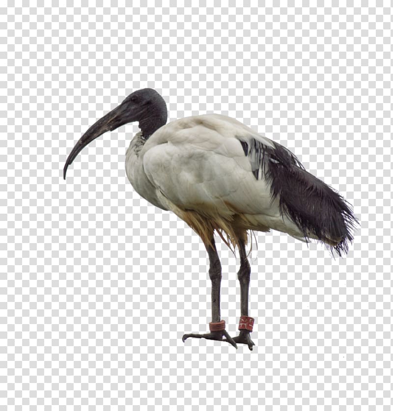 Australian white ibis Bird Crane American white ibis, animal brush transparent background PNG clipart