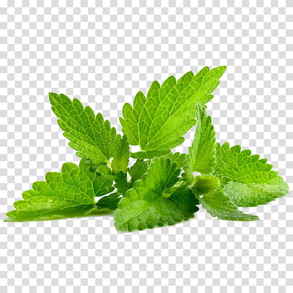 Peppermint Herb Leaf Essential oil, Leaf transparent background PNG clipart