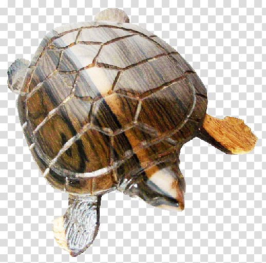 Box turtles Tortoise Sea turtle, Black Turtle Bean transparent background PNG clipart