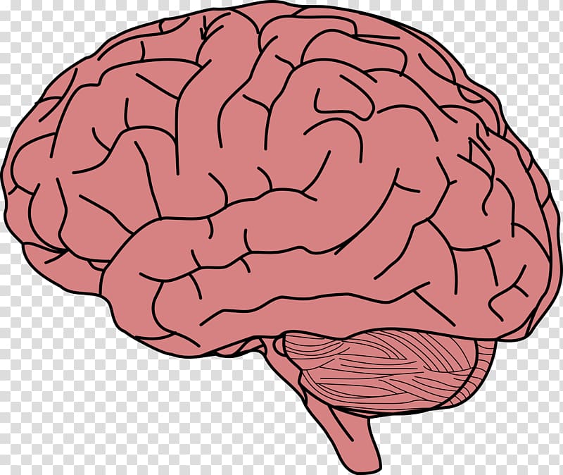 brain illustration, Human brain Memory , Brain transparent background PNG clipart