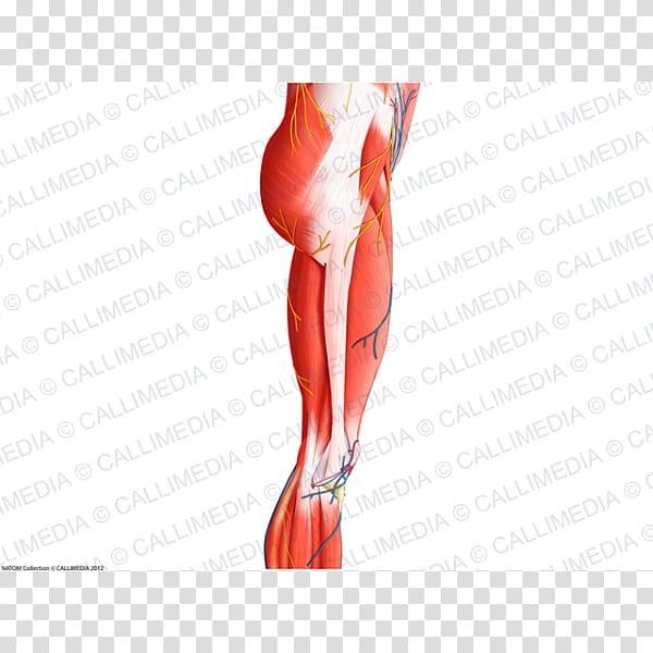 Thumb Thigh Hip Muscle Knee, Muscles Of The Hip transparent background PNG clipart
