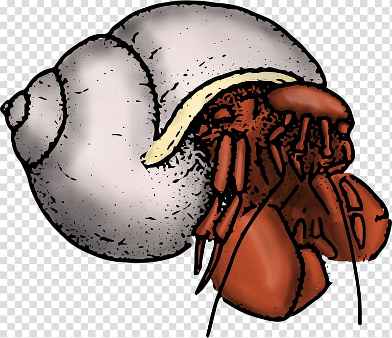 Hermit crab Decapoda Barnacle , crab transparent background PNG clipart