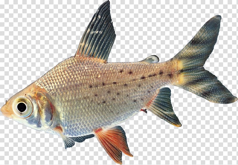 Goldfish Carp Freshwater fish Tropical fish, fish transparent background PNG clipart