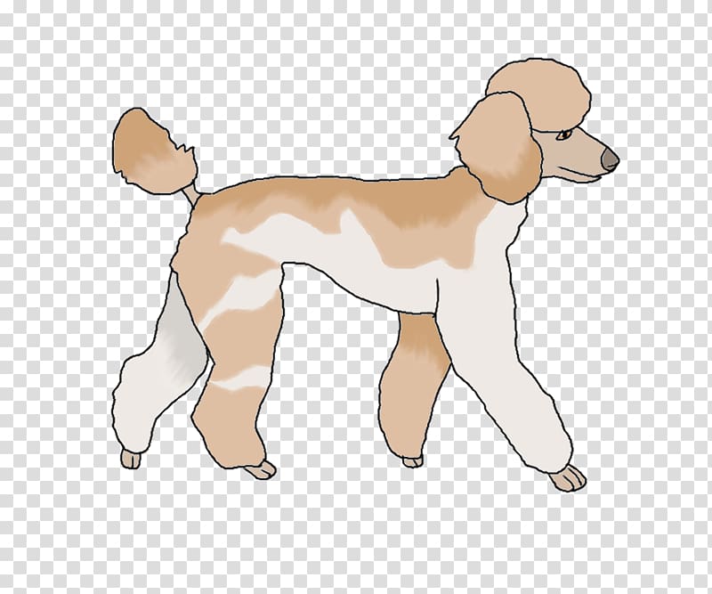 Standard Poodle Great Dane Puppy Dog breed, poodle transparent background PNG clipart