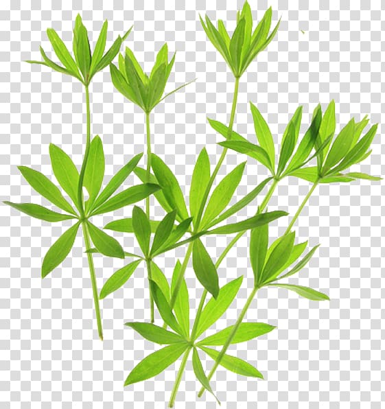 Sweetscented bedstraw Galium verum , mango pudding transparent background PNG clipart