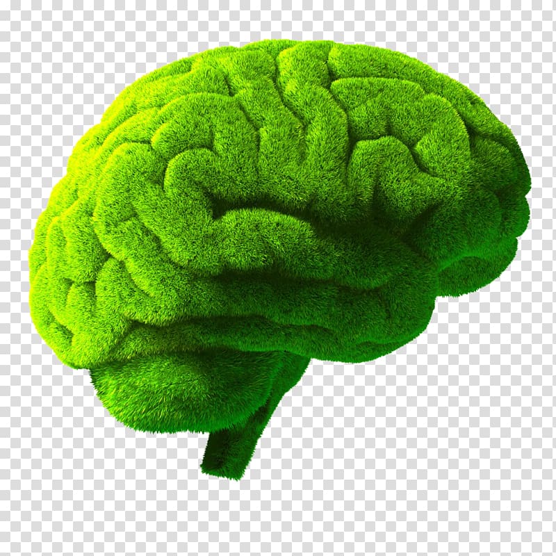 Brain Green, Green brain transparent background PNG clipart