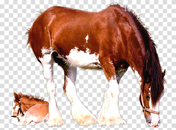 Clydesdale horse Foal Mare American Paint Horse Colt, others transparent background PNG clipart