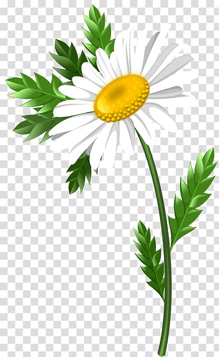 Common daisy Oxeye daisy Marguerite daisy Chrysanthemum Roman chamomile, chrysanthemum transparent background PNG clipart