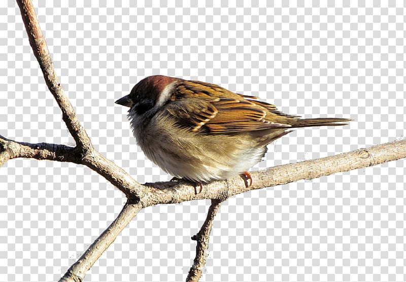 House Sparrow American Sparrows Animal Moineau, sparrow transparent background PNG clipart