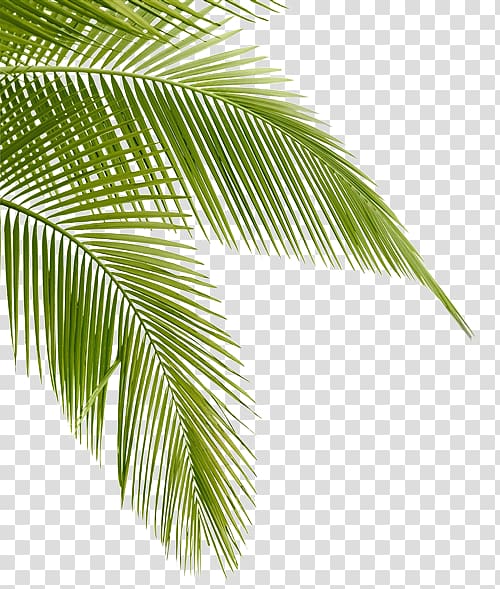 coconut palm leaves, Tropical Hair Gallery Arecaceae Bokeelia Leaf Desktop , coc transparent background PNG clipart