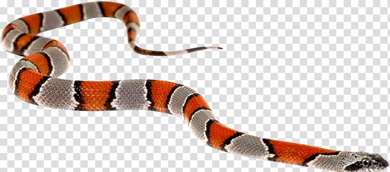 Kingsnakes Vipers Green anaconda Western diamondback rattlesnake, snake transparent background PNG clipart