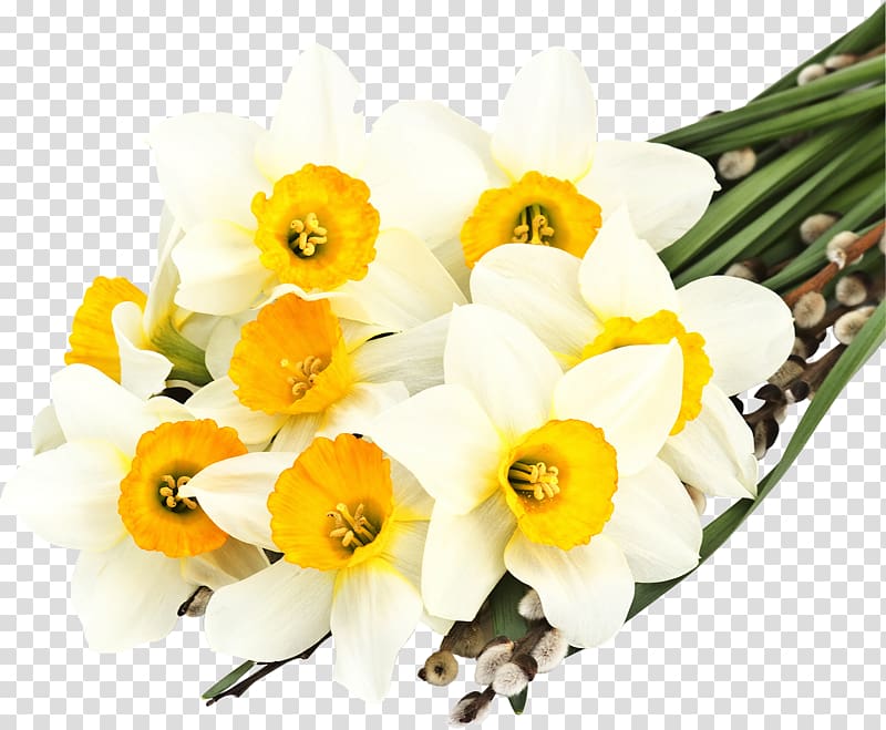 The Secret Language of Flowers Daffodil Desktop White, Narcissus transparent background PNG clipart