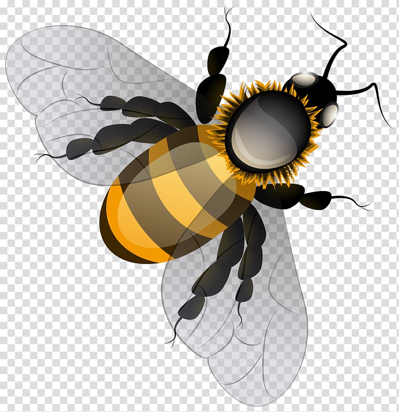 Honey bee , walrus transparent background PNG clipart