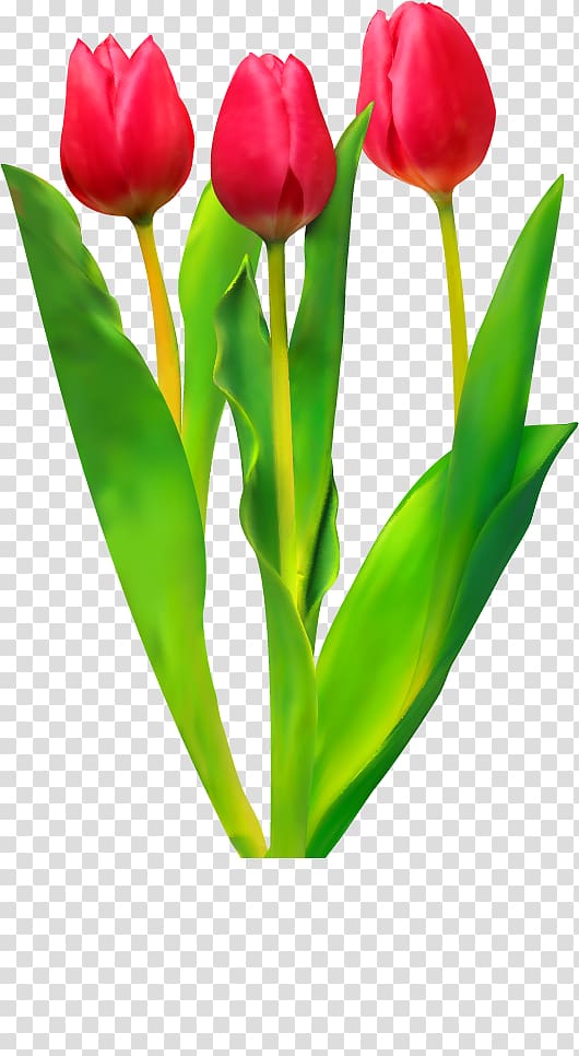 Tulip Flower , tulip transparent background PNG clipart
