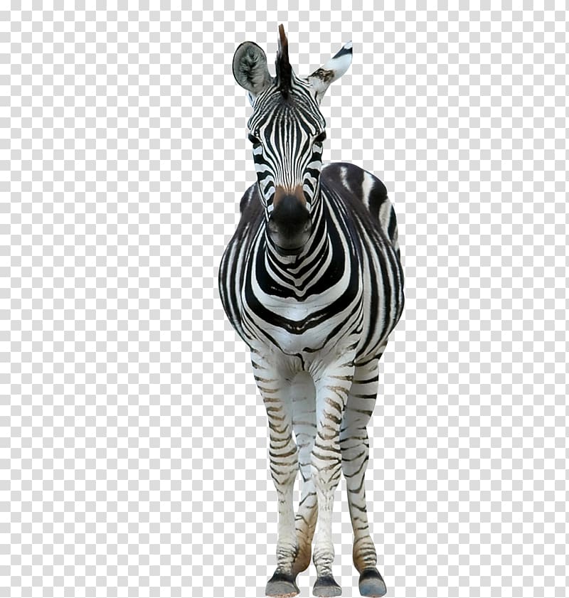 white and black zebra, Lion Horse Zebra Wildlife Stripe, A zebra transparent background PNG clipart
