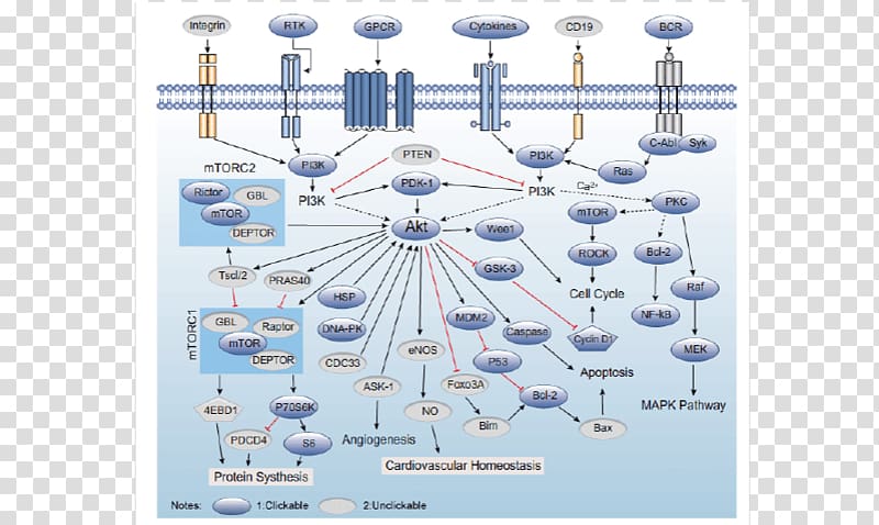 Phosphoinositide 3-kinase PI3K/AKT/mTOR pathway Protein kinase B Phosphatidylinositol, others transparent background PNG clipart