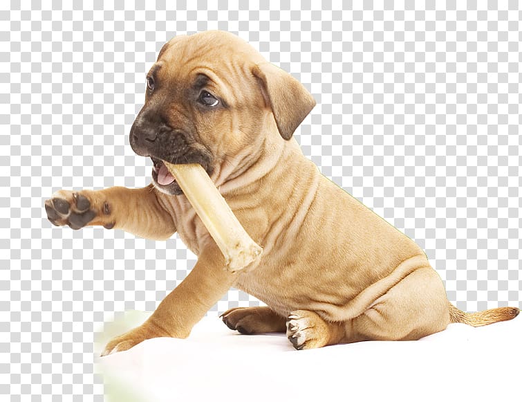 Dog breed Puppy Boerboel Boxer Tosa, puppy transparent background PNG clipart