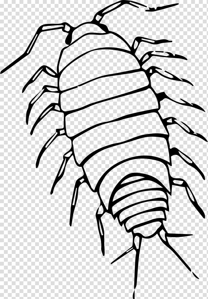 Pill bugs Drawing Roly-poly , insects transparent background PNG clipart