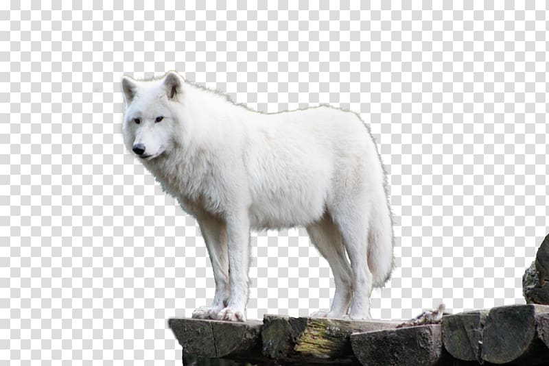 Dog Alaskan tundra wolf Arctic wolf Arctic fox, wolf transparent background PNG clipart