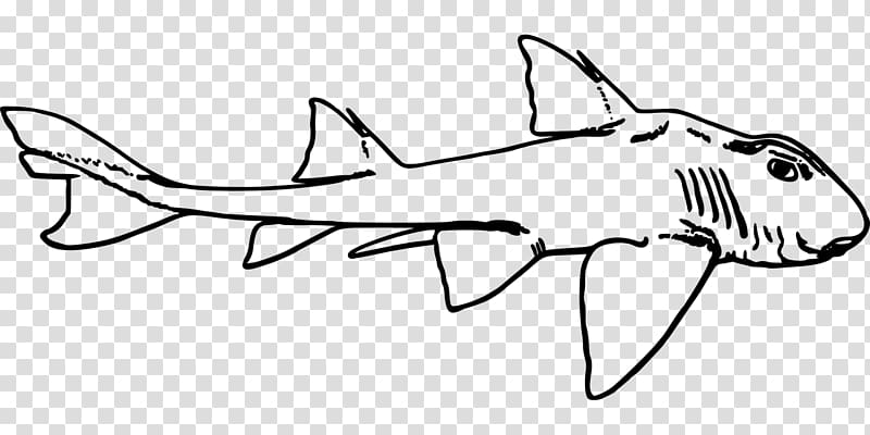 Leopard shark , shark transparent background PNG clipart