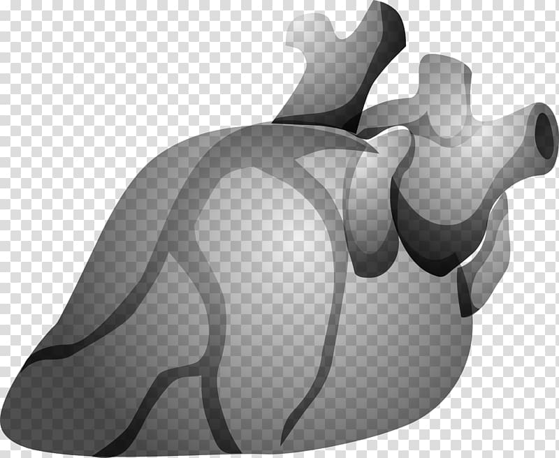 Heart Organ Cardiology Human body , organ transparent background PNG clipart