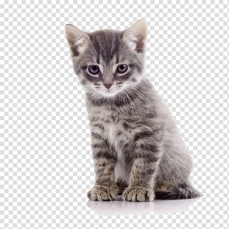 Tabby cat , Cartoon cat material transparent background PNG clipart
