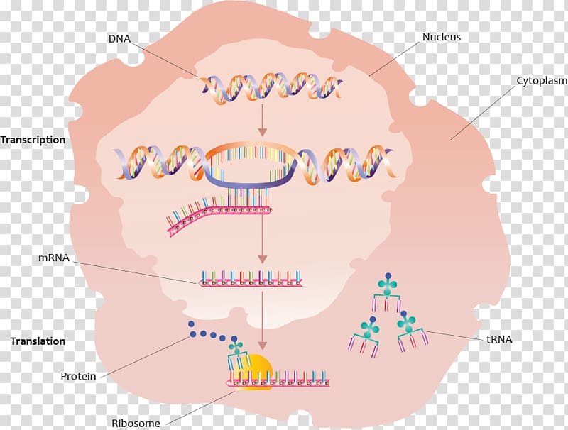 Protein biosynthesis Gene Transcription Translation, Transcription Factor transparent background PNG clipart