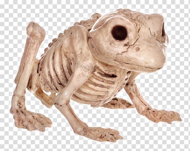Frog Human skeleton Bone Vertebral column, frog transparent background PNG clipart