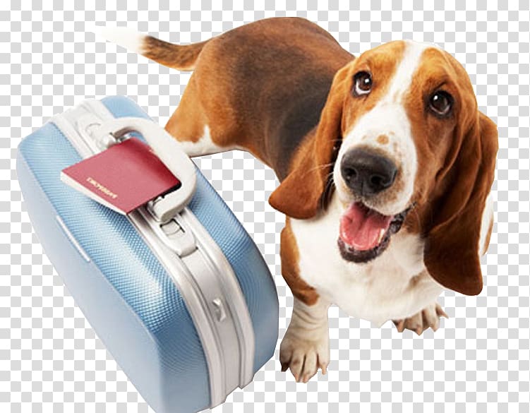 Dog Cat Pet Travel Veterinarian, Dog transparent background PNG clipart