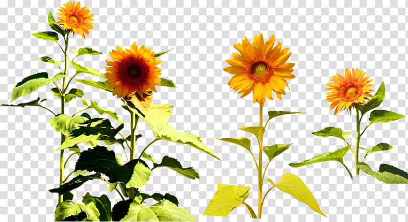 Four Cut Sunflowers Common sunflower Two Cut Sunflowers , Yellow chrysanthemum decoration pattern transparent background PNG clipart