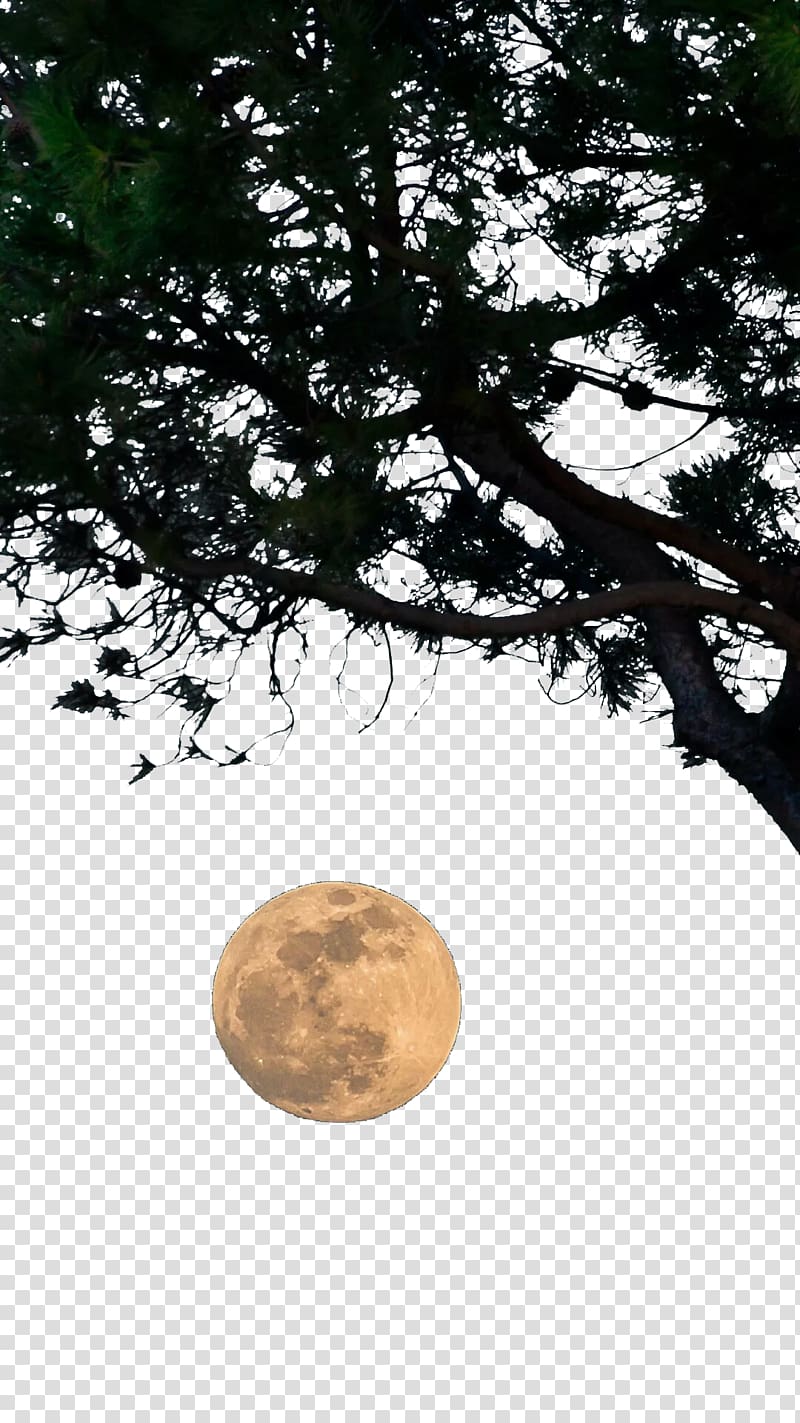 Tree , Tree moon transparent background PNG clipart