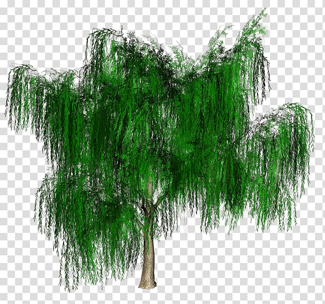 Branch Tree Ostrich Fern Vascular plant, tree transparent background PNG clipart