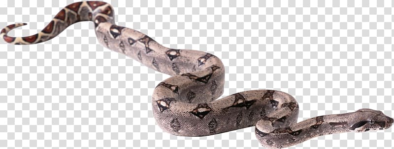 Snake , snake transparent background PNG clipart