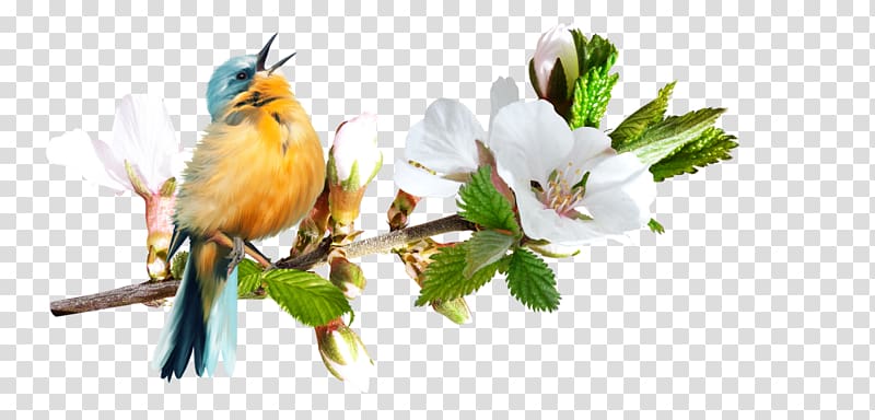 Bird Portable Network Graphics Psd Adobe shop Psp tubes, Bird transparent background PNG clipart