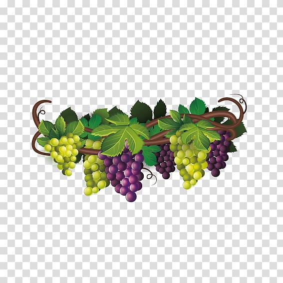 green and purple grapes , Wine Common Grape Vine The Fox and the Grapes Euclidean , Delicious grapes transparent background PNG clipart