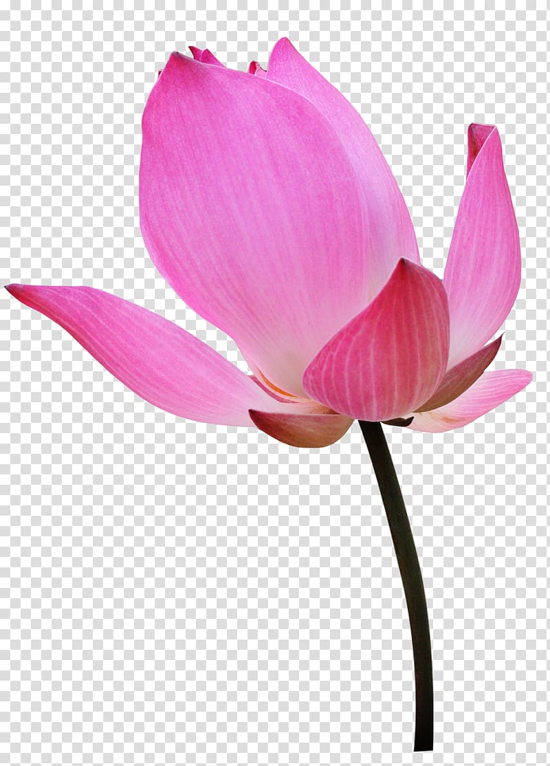 Nelumbo nucifera Water lily Бутон Flower , pink flower transparent background PNG clipart
