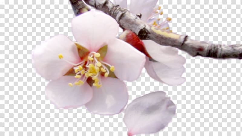Moth orchids Cherry blossom Cut flowers Petal, Almond Blossom transparent background PNG clipart