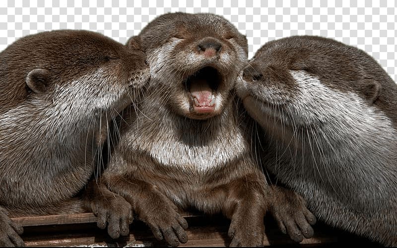 three brown animals, Cuddling Otters transparent background PNG clipart
