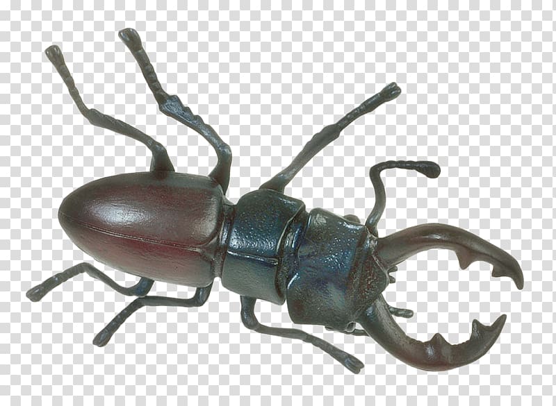 Japanese rhinoceros beetle, Insect transparent background PNG clipart