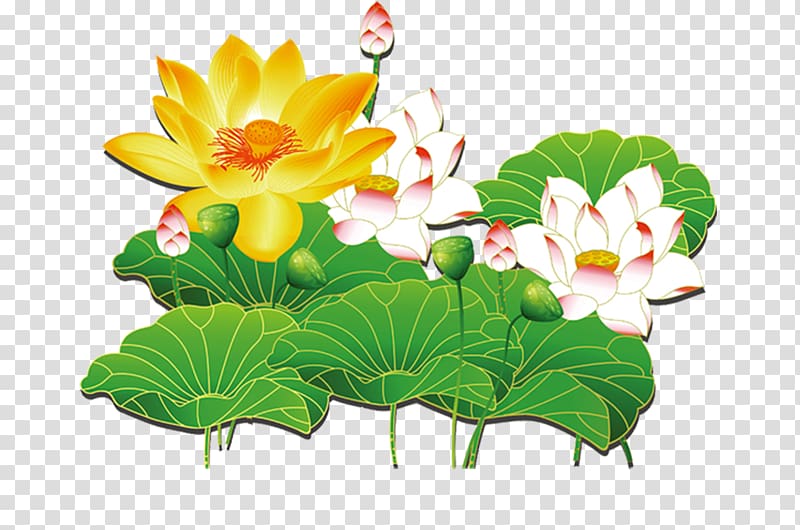yellow flower , Nelumbo nucifera Nelumbo lutea Lotus effect, Dutch lotus leaf tea transparent background PNG clipart
