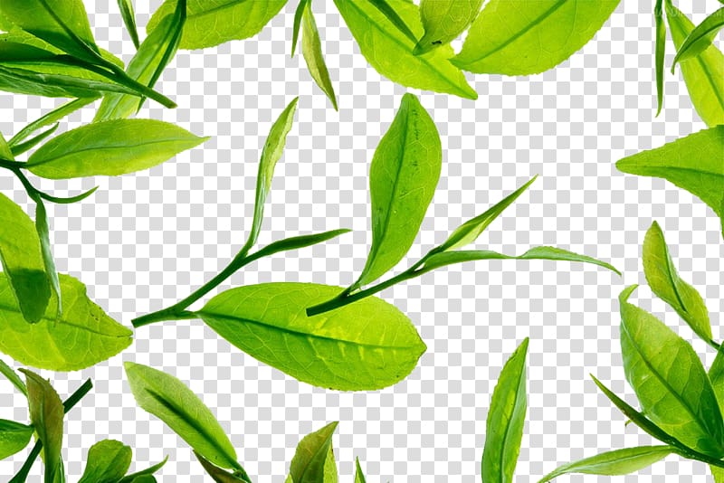 Green tea, Creative green tea Ye Gaoqing transparent background PNG clipart