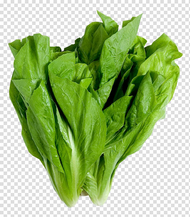 Wrap Leaf lettuce Leaf vegetable Romaine lettuce Iceberg lettuce, vegetable transparent background PNG clipart