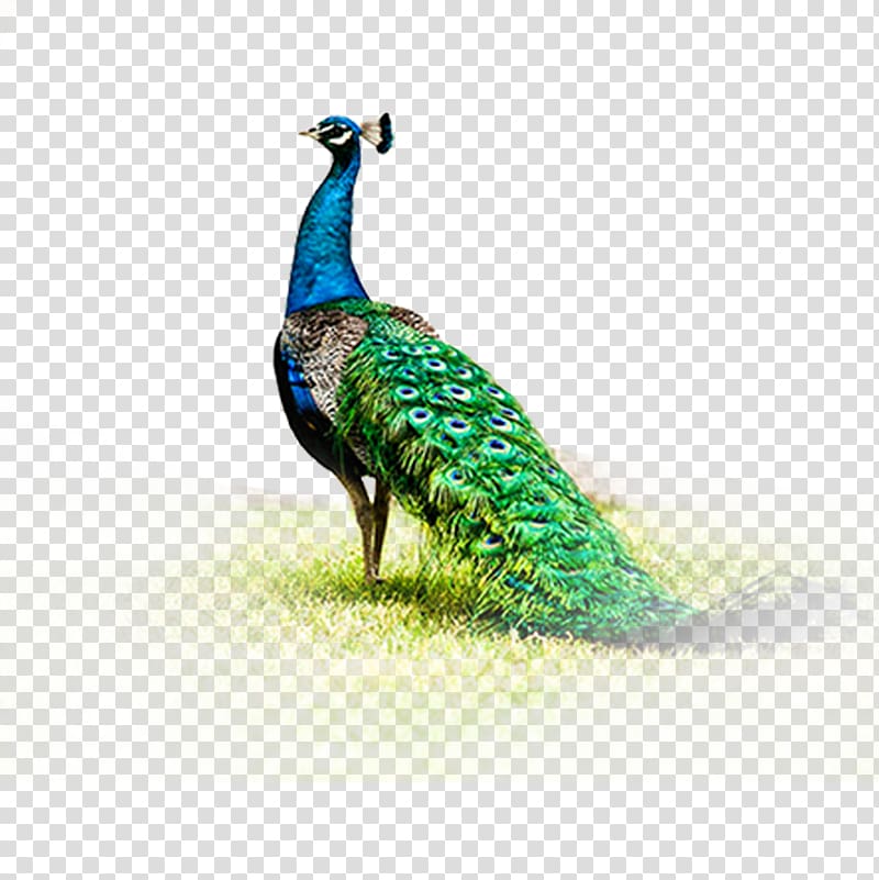 blue and green peacock illustration, Peafowl Fenghuang, peacock transparent background PNG clipart